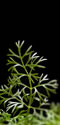 Dill (Anethum graveolens).