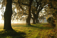 One of over 150 published photographs for Mansfield Plantation Bed & Breakfast.  Visit mansfieldplantation.com to see more.